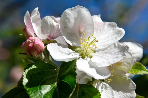 apple tree blossom blossom bloom