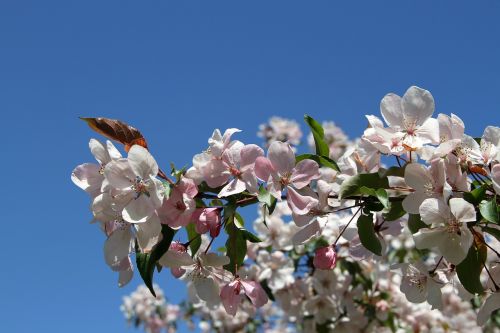 apple tree blossom flowers blue sky