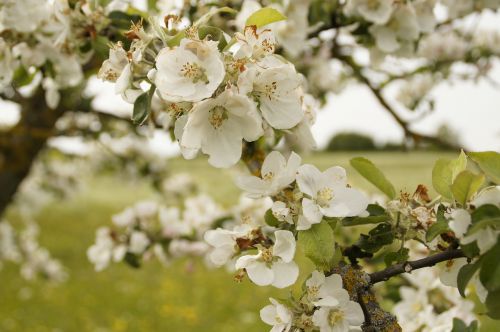 apple tree blossom spring orchard