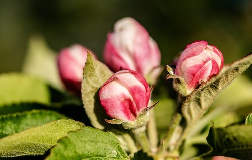 apple tree blossom  blossom  bloom