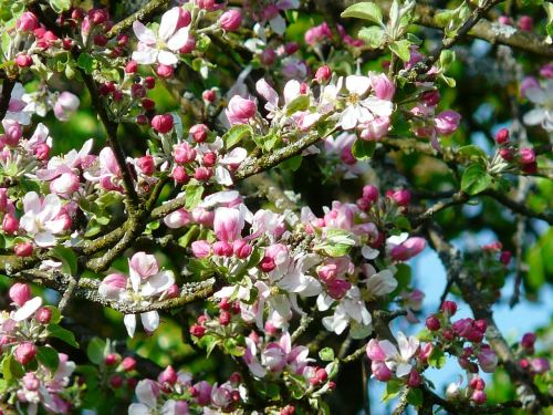 apple tree blossom apple blossom blossom