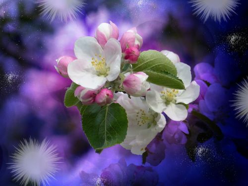 apple tree blossom blossom bloom