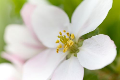 Apple Tree Blossom