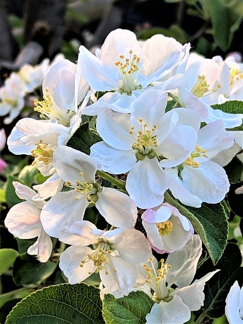 apple tree blossoms  flowers  white