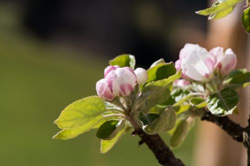 apple tree flowers apple tree branch