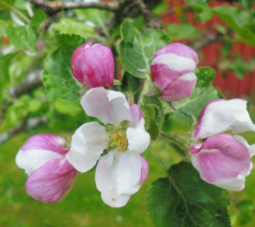 Apple Tree Flowers