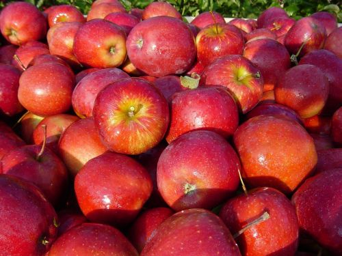 apple variety red prince fresh crop
