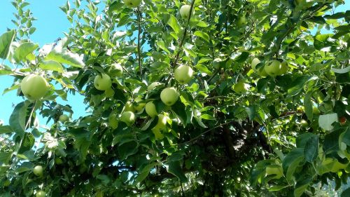 apples harvest fruit