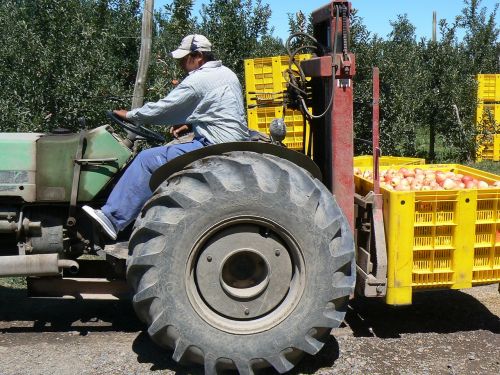 apples harvest tractor