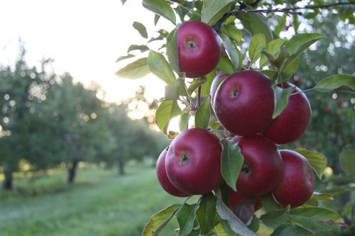 apples orchard sunlight