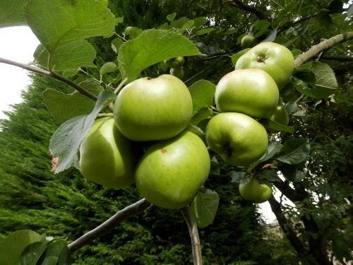 apples tree apple tree