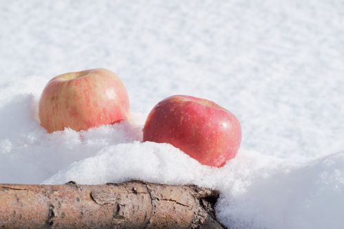 apples snow tree