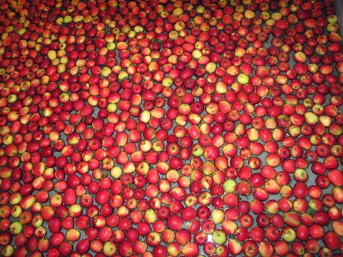 apples fruit red apples