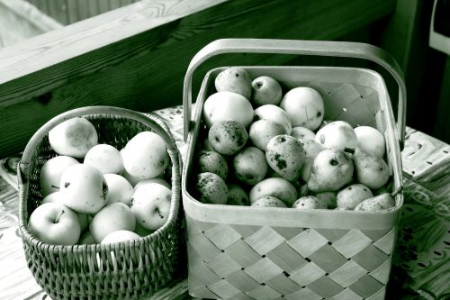 apples autumn black and white