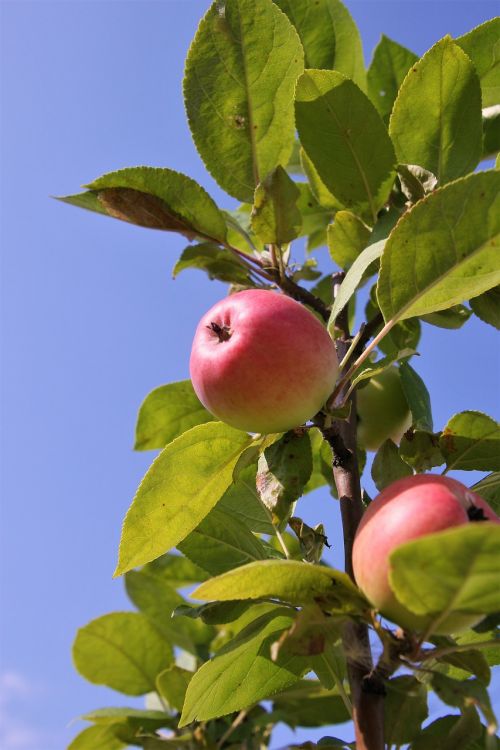 apples harvest fruit