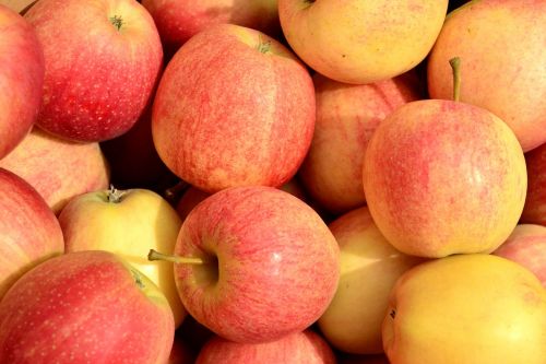 apples fall harvest