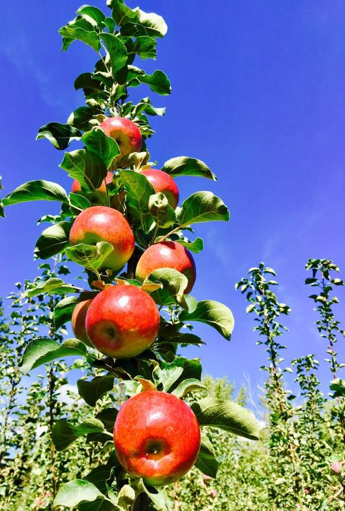 apples fruit antioxidants