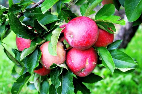apples fruit foliage