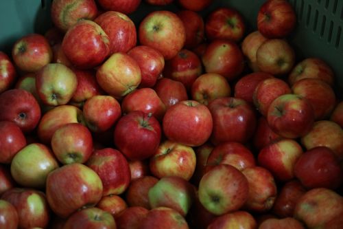 apples fruit autumn