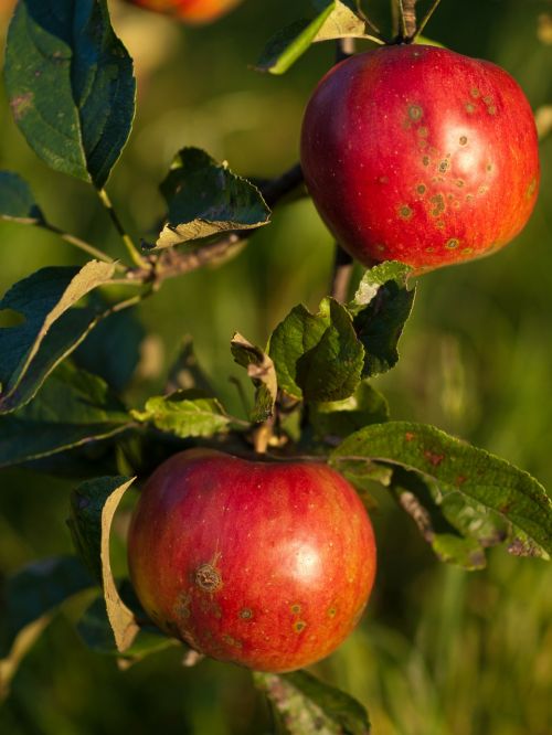 apples collections red