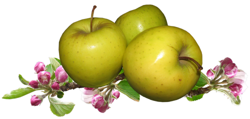 apples  apple blossom  fruit