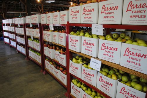 apples fruit warehouse
