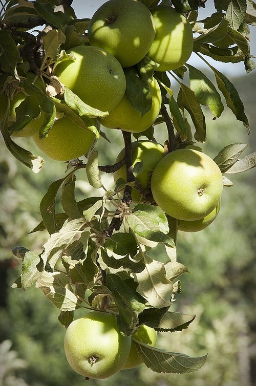 apples  apple tree  fruit