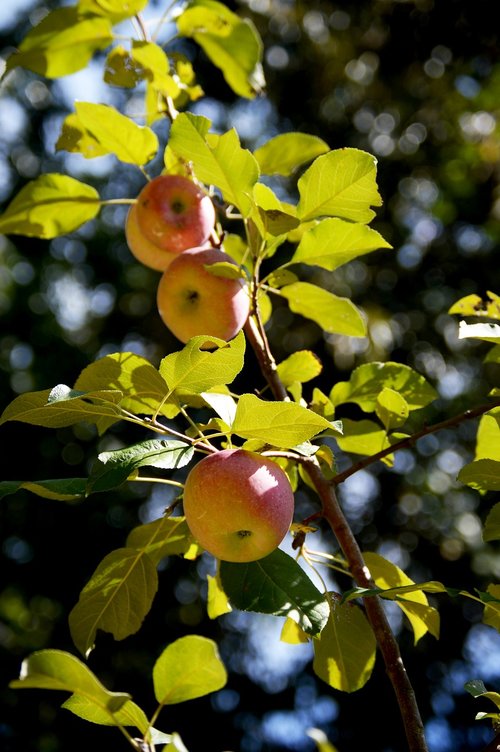 apples  tree  fruit