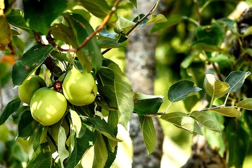 apples  apple  fruit