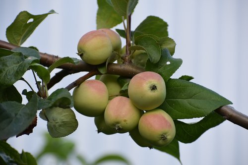 apples  tree  apple tree