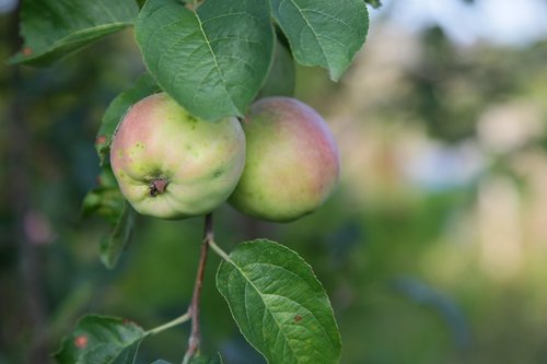 apples  garden  green
