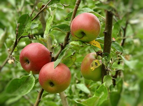 apples  fruit  food