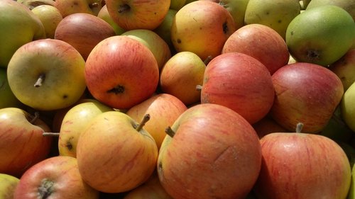 apples  fruit  fruits
