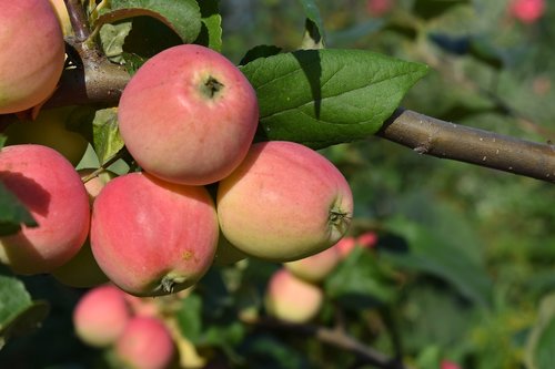 apples  ripe  siberia