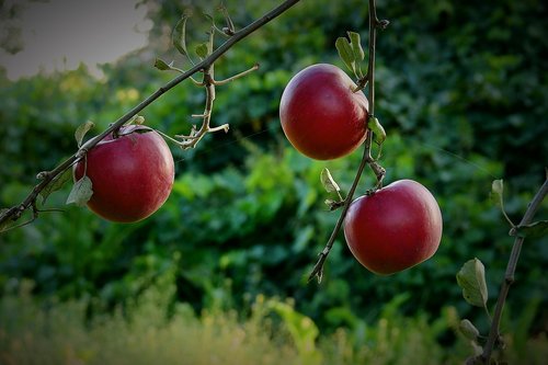apples  apple  garden