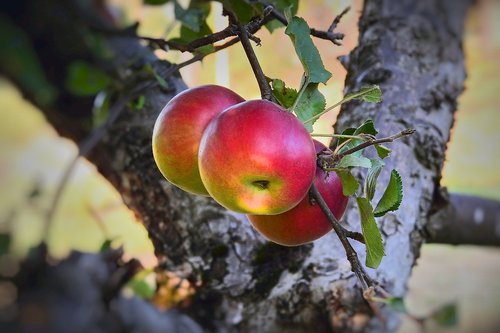 apples  apple  tree