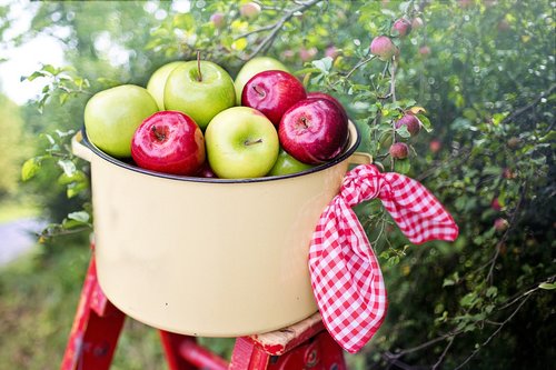 apples  apple orchard  apple picking