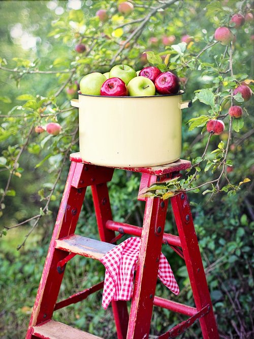 apples  apple orchard  apple picking