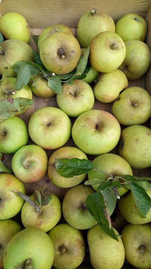 apples  fruit  harvest