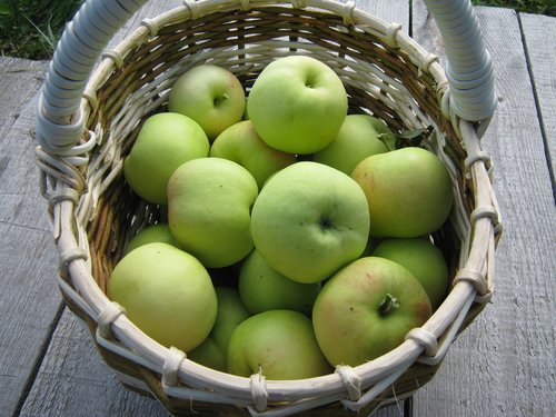 apples  garden  harvest