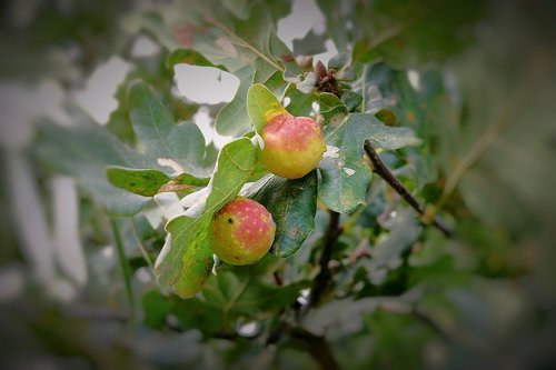 apples  oak  tree