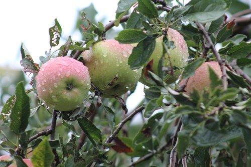 apples  rain  foliage