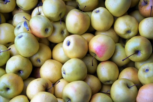 apples  harvested  stored