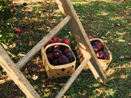 apples apple picking ladder