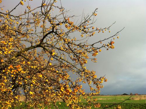 apples nature tree