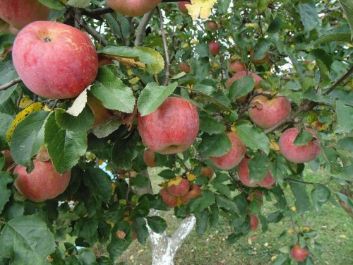 apples autumn fruit