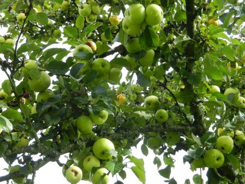 apples fruit tree