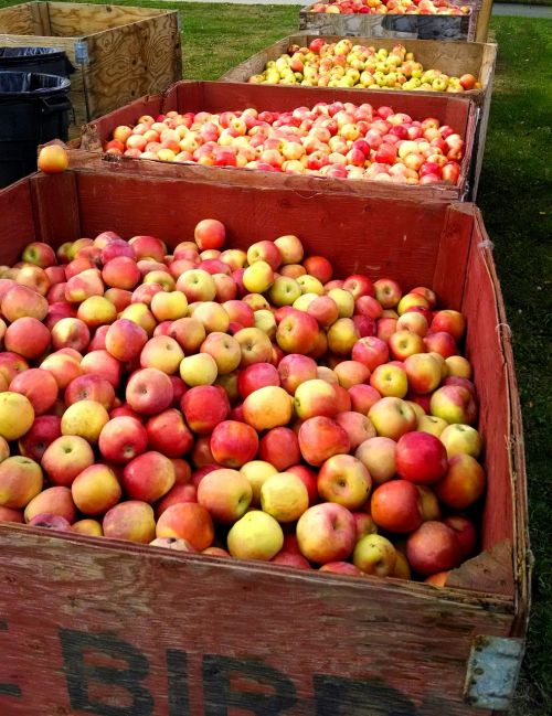 apples fruit harvest
