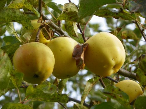 apples fruit ripe