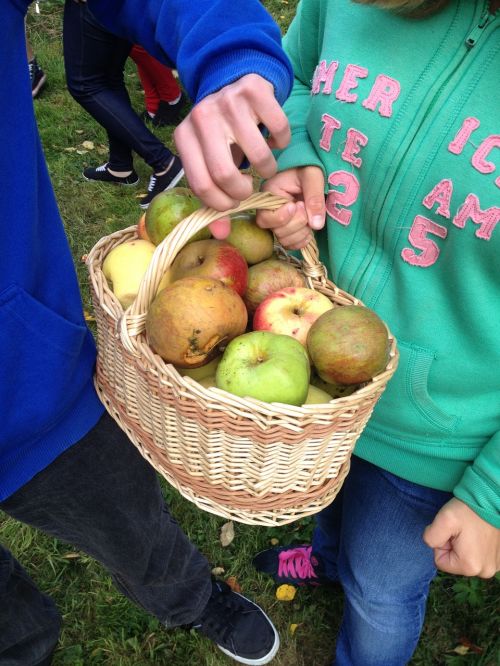 apples collection basket